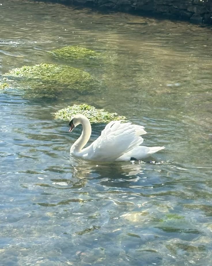 #swan #nature #aesthetic #animallovers #princesscore #fairycore #swanaeathetic #photography #sparkle #photography_